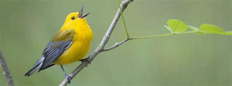 Prothonotary Warbler - American Bird Conservancy