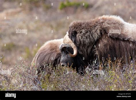 Male musk oxen Stock Photo - Alamy