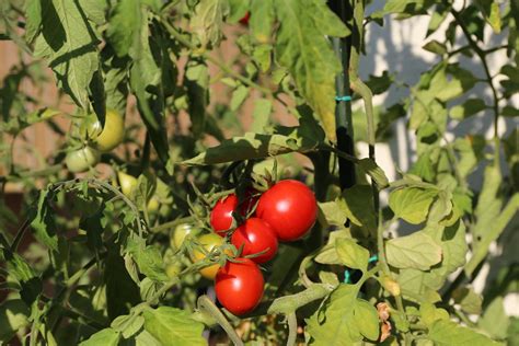 Tomato1 Canon EOS 6D EF 24 70mm 1 4 L IS USM No Editing Carsten