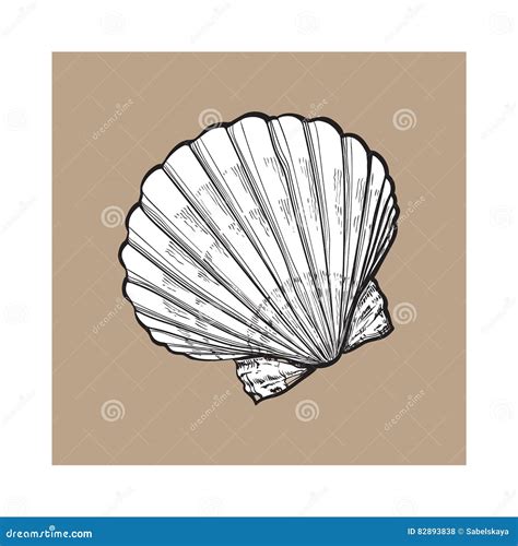 White Saltwater Scallop Sea Shell Isolated Sketch Style Vector