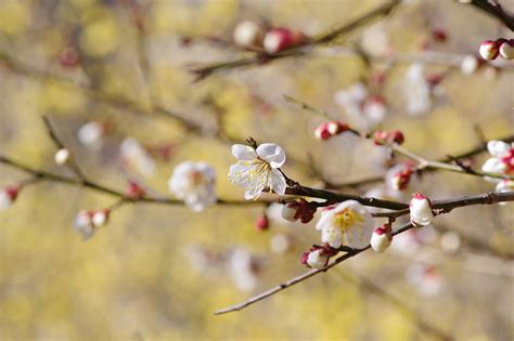 Plum Blossom Ture Japan Nature Photographs