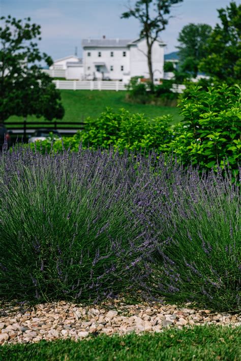 Escape To Fragrant Lavender Farms In Virginia And Maryland Travels