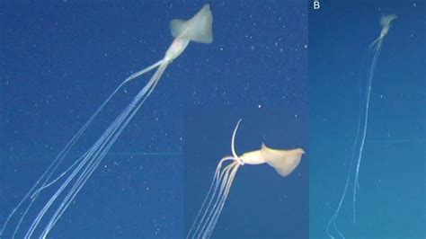 Magnapinna Squids In Australia Deepsea Oddities Expanded Encounters