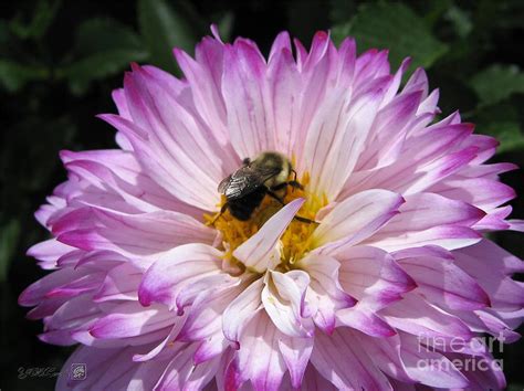 Dahlia Named Pink Bells Photograph By J Mccombie Fine Art America