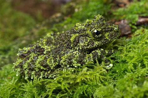 Mossy Frog Facts - CRITTERFACTS