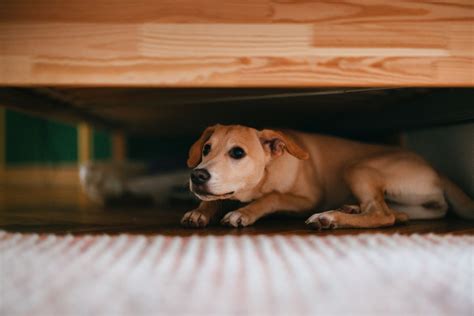 Descubra Quanto Tempo Recomendado Deixar O Cachorro Sozinho Em Casa