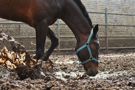 How To Fix Muddy Horse Paddock Areas Performance Footing