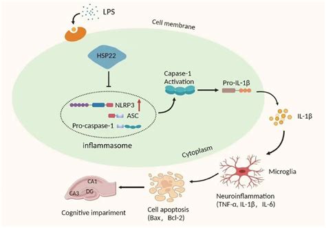 Hsp22 Pretreatment Protects Against LPS Induced Hippocampal Injury By