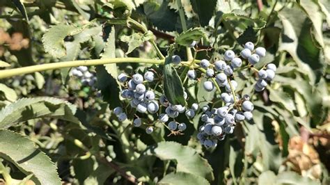 Sacramento Digs Gardening Sac Valley Cnps Hosts Native Plant Sale At