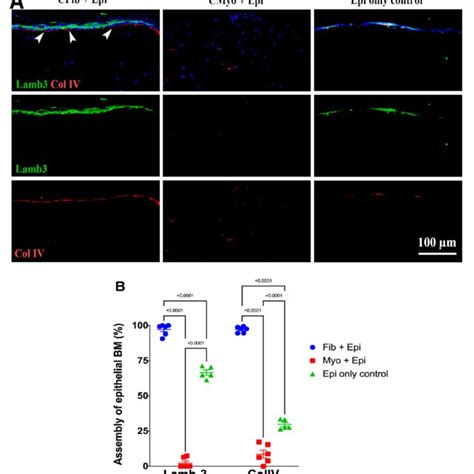 Triplex Ihc For Vimentin Alpha Sma And Nidogen 1 In Corneal