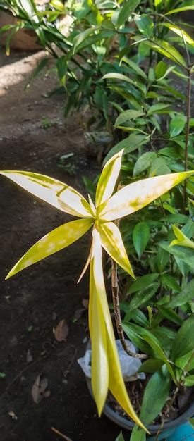 Un Primer Plano De Una Planta Con Hojas Amarillas Y Hojas Verdes