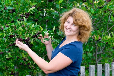 Woman In A Black Chokeberry Bush In The Garden Stock Photo - Image: 33947974