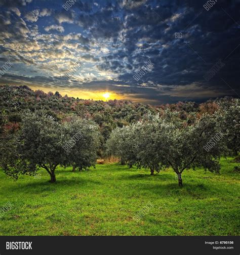 Olive Tree Background Image & Photo (Free Trial) | Bigstock