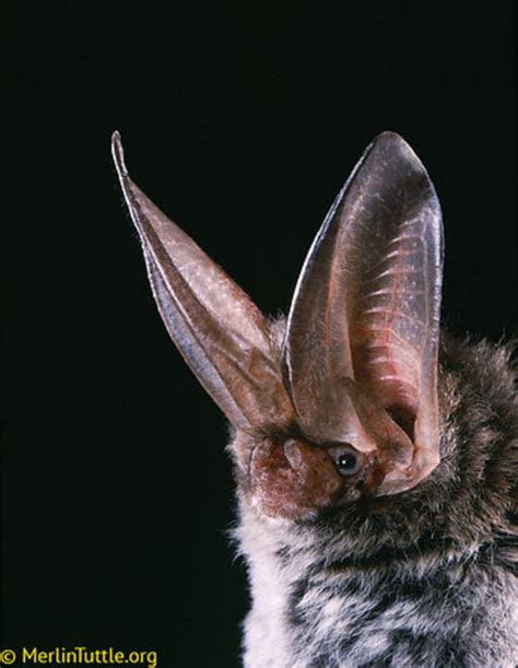 Rafinesque's big-eared bat