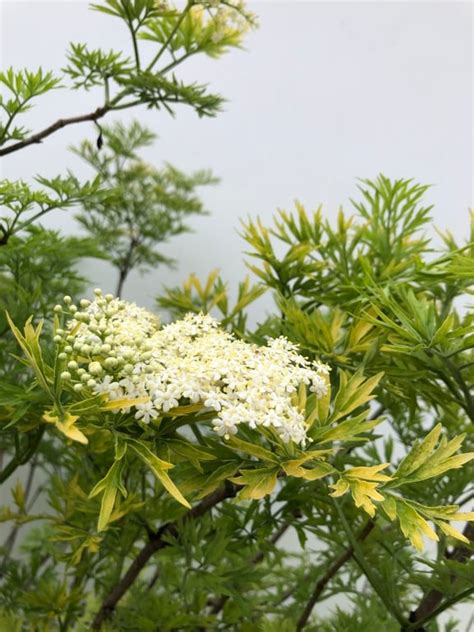 Sambucus Nig Golden Tower Gele Vlier Kwekerij De Koekoek