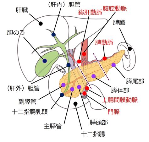 膵臓の解剖学的特徴とは？ 山内メディカルクリニック