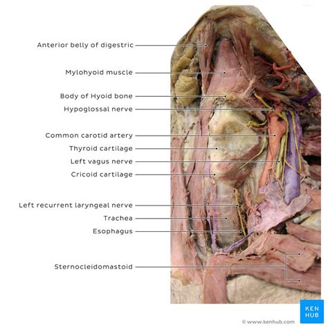 Button Battery Ingestion Clinical Case Anatomy Kenhub