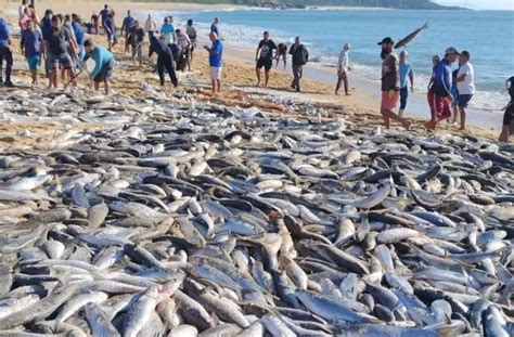 Essa Lei Era Tudo O Que O Pescador Sonhava Projeto Que Valoriza