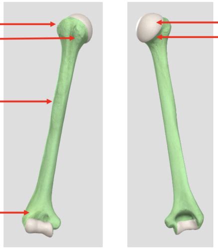 Gross Anatomy Lectures 6 And 7 Upper Extremity Anatomy Flashcards Quizlet