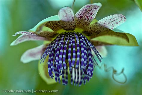 Passion Flower Passiflora Crassifolia Wildtropix Andre Baertschi