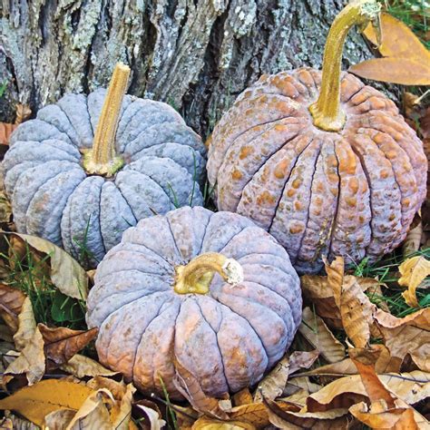 Black Futsu Pumpkin Gurneys Seed And Nursery Co