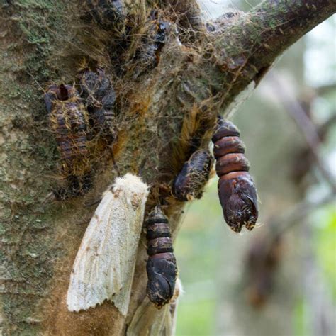 How To Get Rid Of Gypsy Moths Spongy Moths