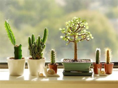 Growing Cacti And Succulents Indoors World Of Succulents