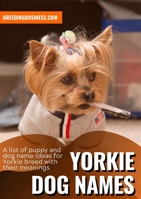 Yorkie Dog Names: 90+ Yorkshire Terrier Puppy Name Ideas!