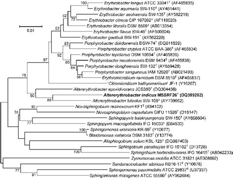 Phylogenetic Tree Based On 16s Rrna Gene Sequences Available From The