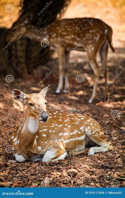 Closeup View On Young Large Indian Spotted Deer Resting On Dry Ground