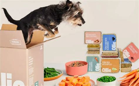 Ollie Dog Food Review: Upgrade Your Pup's Mealtime (With Our Personal ...