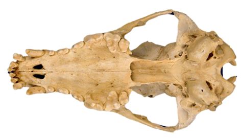 Osteology Skull Ventral View Diagram Quizlet