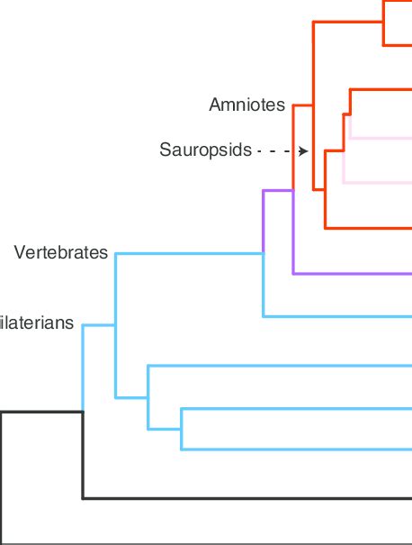 Cladogram Of Proposed Evolutionary Relationships Across The Animal