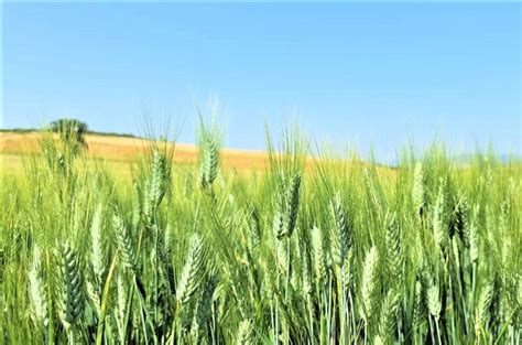 Wheat Wikifarmer