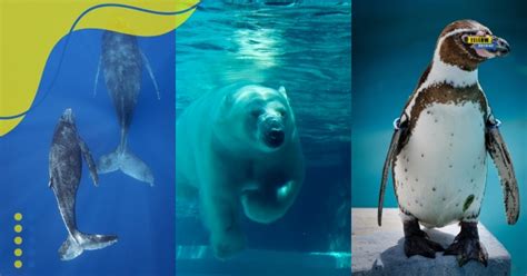 Curiosidades Do Mundo Animal - Curiosidades Do Mundo Animal: Criaturas Majestosas do Planeta