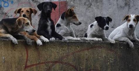 Sujeto cría perros y los vende en taquerías en Neza