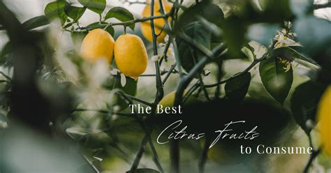 Better Citrus Fruits For A Better Life Top Doctor Magazine