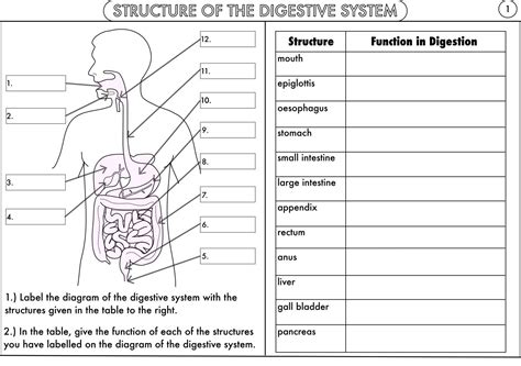 Printable Digestive System Worksheet Digestive System Worksh