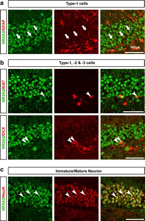 NR5A2 Expression Pattern Is Associated With Neuronal Lineage Ac