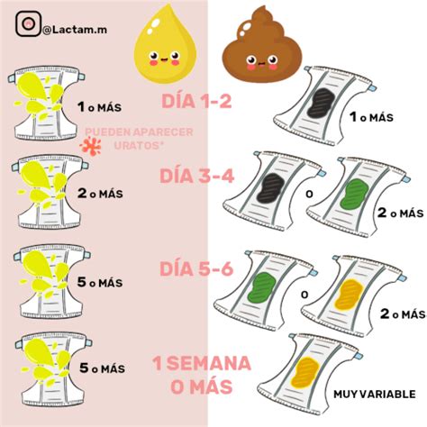 Pip S Y Cacas Cuantos Debe Hacer Un Beb