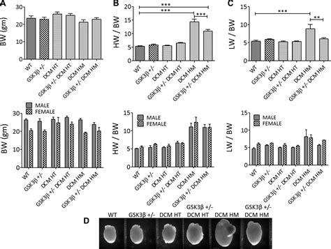 Gsk Heterozygous Knockout Is Cardioprotective In A Knockin Mouse