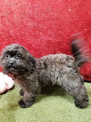 Manchester NH Shih Tzu Poodle Miniature Meet Tula PENDING A Pet