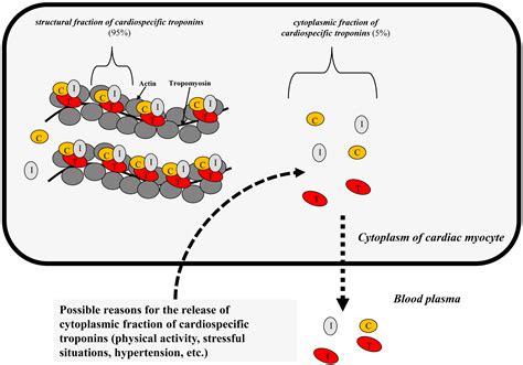 Modern View On The Role Of Sex Specific Levels Of High Sensitive