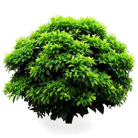 Download Green Shrub Png Toj