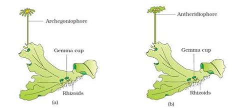 Bryophyta - BIOLOGY4ISC