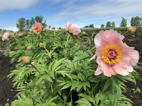 PEONY GALLERY Parkland Peonies