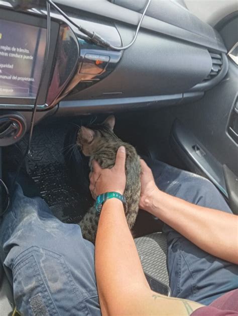 Michi a salvo Rescatan a gatito que sufrió golpe de calor en Escobedo