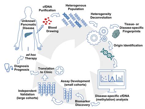 Genes Free Full Text Cell Free Dna Methylation The New Frontiers