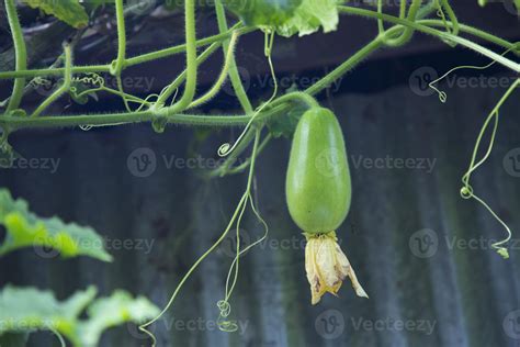 Wax Gourd Chalkumra Organic Vegetable Ash Gourd Winter Melon Seeds