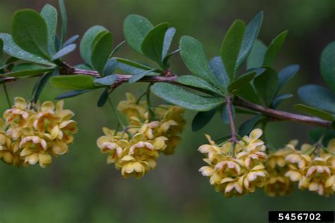 Hybrid barberry (Berberis x ottawensis)